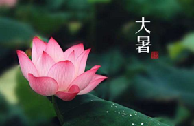 高端厨房电器库博仕电磁炉|大暑至，炖一碗清热解暑冬瓜荷叶鸡汤